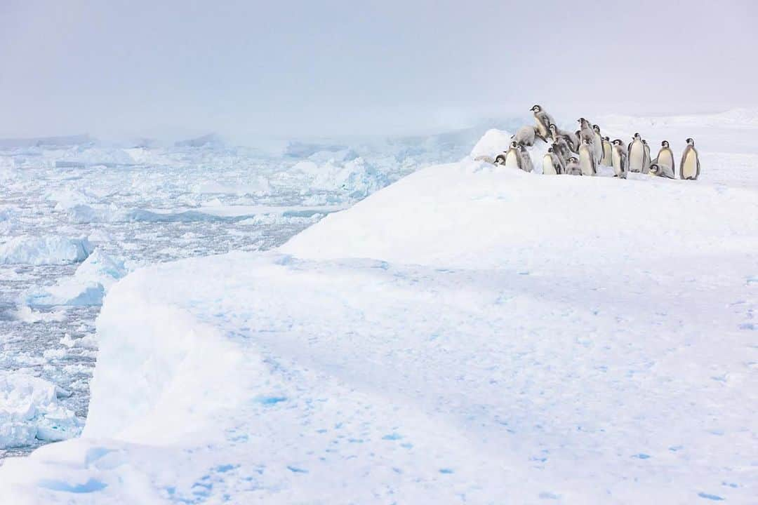 thephotosocietyさんのインスタグラム写真 - (thephotosocietyInstagram)「Photo by @christmannphoto // With the begin of the Antarctic summer, the sea ice will eventually break open and mark the end of the emperor penguins breeding cycle. Before that happens however, the birds have to molt.  The adult feathers have been worn down over the course of the year by countless storms and sliding on the ground. Due to the amount of mechanical stress they have seen, they do not have good insulation characteristics on land or gliding characteristics in the water anymore and hence must be exchanged.  For the chicks, the change of their feather coat is even more existential. They must trade in their downy, juvenile plumage for the aesthetic emperor penguin tux in order to be able to swim. If they are not finished with their molt before the sea ice breaks open, they will drown.  Since sea ice break up speed has increased over the past years, the penguins seem to have developed an adaption strategy by climbing the dangerous ice ramps from the sea ice onto the ice shelf, where they can gain some days or even weeks in order to finish their molt. Here a group of molting chicks was staying in the vicinity of the ice shelf, while the sea ice had already broken. A spectacular sight, but unfortunately a behavior that seems to be induced by climate change.  @thephotosociety @natgeo @naturepicturelibrary #antarctica #atkabay #emperorpenguins #penguins #penguinlove #climatechange #photographersforantarctica #worktogether #gemeinschaftderpinguine #penguin_astoryofsurvival #antarctica2020  Follow me @christmannphoto for more images and personal stories from Antarctica and the emperor penguins at the end of the world.」1月20日 22時31分 - thephotosociety