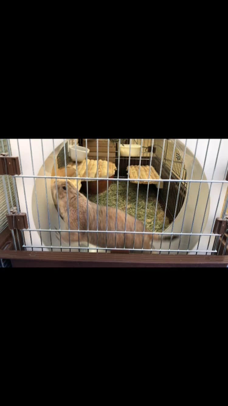 ikaoのインスタグラム：「くんた。Kunta. 走るよ〜💨💨💨 #prairiedog #プレーリードッグ #ふわもこ部」