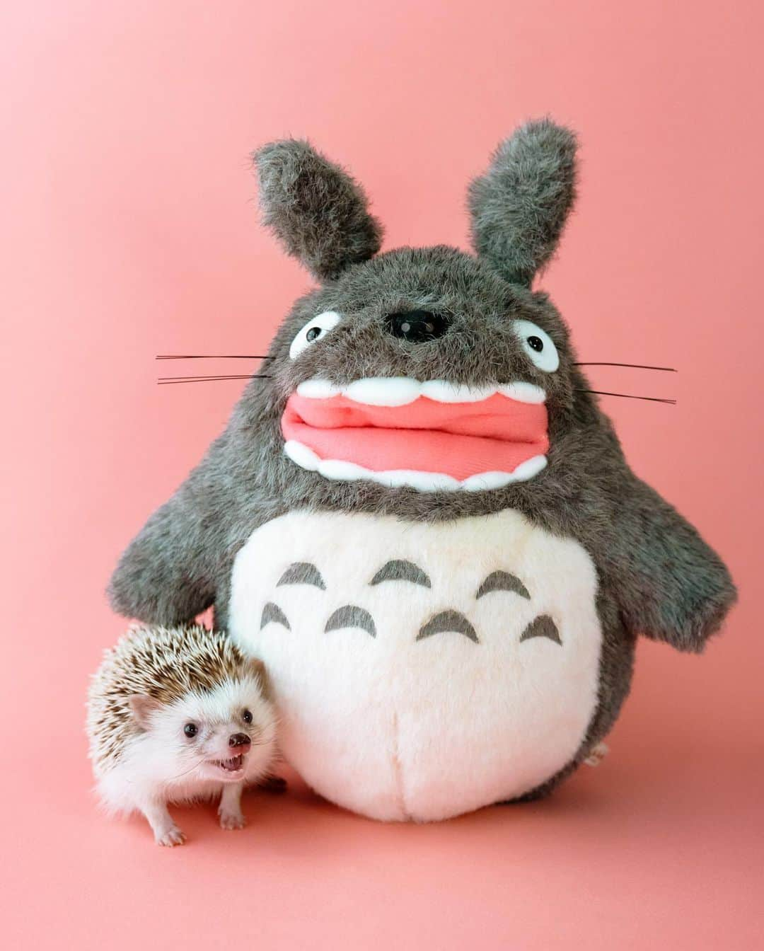 ダーシーさんのインスタグラム写真 - (ダーシーInstagram)「My neighbor😊🧡」1月20日 22時34分 - darcytheflyinghedgehog