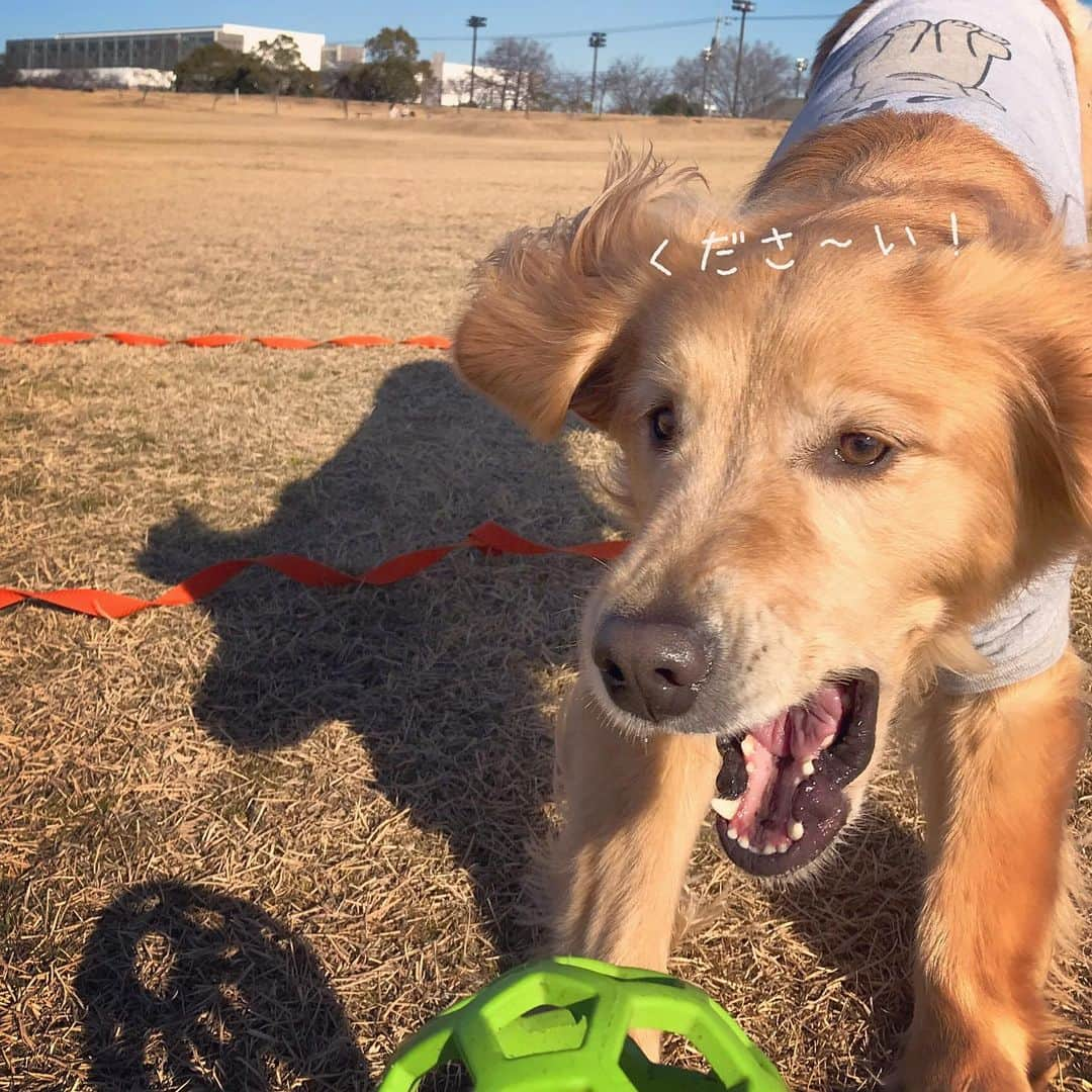 ikumiさんのインスタグラム写真 - (ikumiInstagram)「* * 1/20/2021☀️ . A good time to spend in the park.  But Vivi is not good at playing balls😂 . 我が家の3連休2日目。 近くの公園でボール遊び。 すぐ飽きるし、疲れちゃうVivi。 でも笑顔いっぱい！ 楽しそうで良かった。 * * #goldenretriever#retriever#retrieverlife#大型犬#大型犬のいる暮らし#ゴールデンレトリバー#ゴールデンレトリバーのいる暮らし#vivi日記3歳#viviのいる暮らし2021#ぴーすっ子」1月20日 22時46分 - ikumi.betty_jupiter