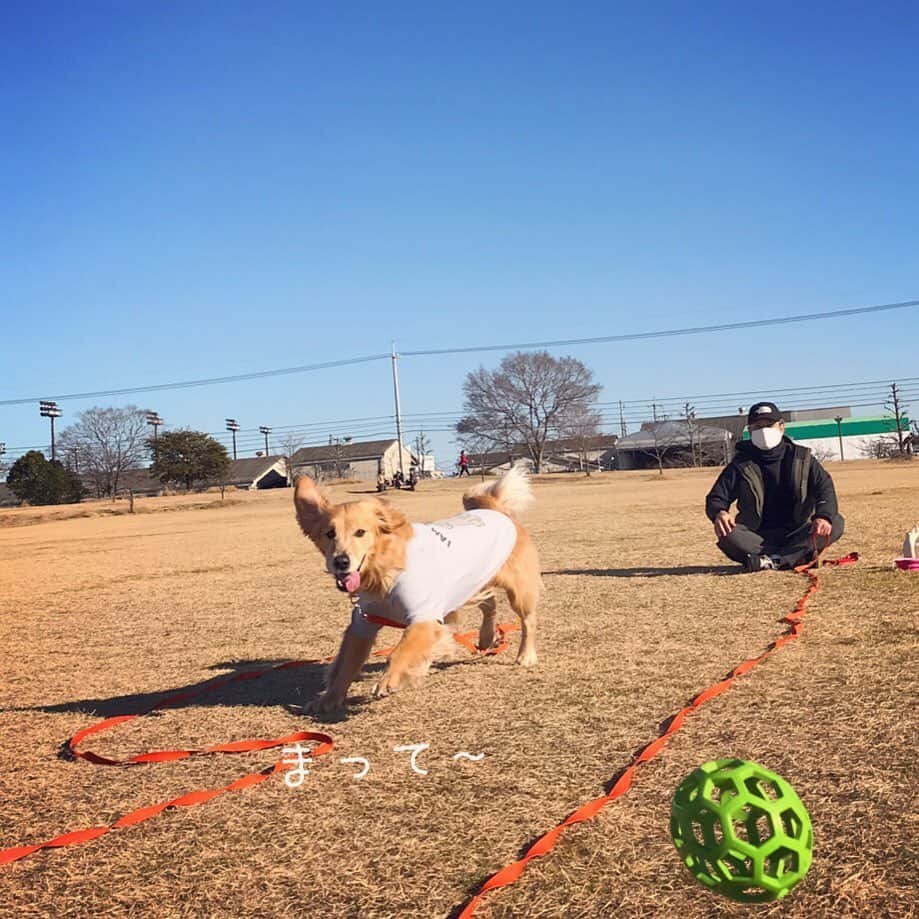 ikumiさんのインスタグラム写真 - (ikumiInstagram)「* * 1/20/2021☀️ . A good time to spend in the park.  But Vivi is not good at playing balls😂 . 我が家の3連休2日目。 近くの公園でボール遊び。 すぐ飽きるし、疲れちゃうVivi。 でも笑顔いっぱい！ 楽しそうで良かった。 * * #goldenretriever#retriever#retrieverlife#大型犬#大型犬のいる暮らし#ゴールデンレトリバー#ゴールデンレトリバーのいる暮らし#vivi日記3歳#viviのいる暮らし2021#ぴーすっ子」1月20日 22時46分 - ikumi.betty_jupiter