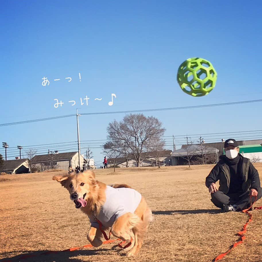 ikumiさんのインスタグラム写真 - (ikumiInstagram)「* * 1/20/2021☀️ . A good time to spend in the park.  But Vivi is not good at playing balls😂 . 我が家の3連休2日目。 近くの公園でボール遊び。 すぐ飽きるし、疲れちゃうVivi。 でも笑顔いっぱい！ 楽しそうで良かった。 * * #goldenretriever#retriever#retrieverlife#大型犬#大型犬のいる暮らし#ゴールデンレトリバー#ゴールデンレトリバーのいる暮らし#vivi日記3歳#viviのいる暮らし2021#ぴーすっ子」1月20日 22時46分 - ikumi.betty_jupiter