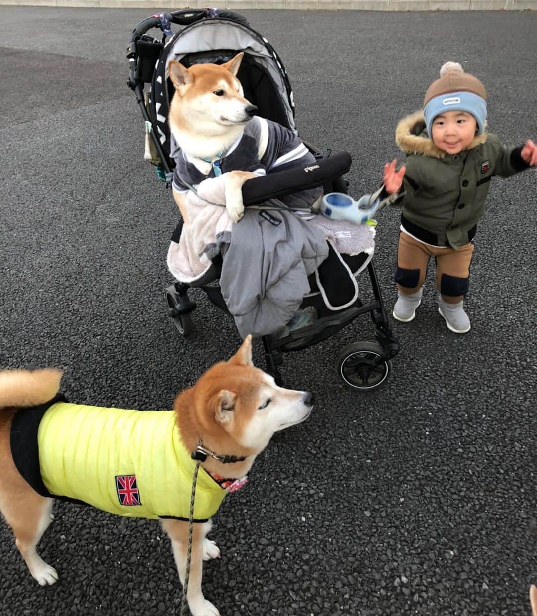 高橋みゆきのインスタグラム：「交代👦🐶クラ吉ハマり過ぎでしょ😅歩く気なし。。。 #クラ吉 #偉いなぁ #心坊は母ちゃんのマネしたがり #リードの持ち方まで」