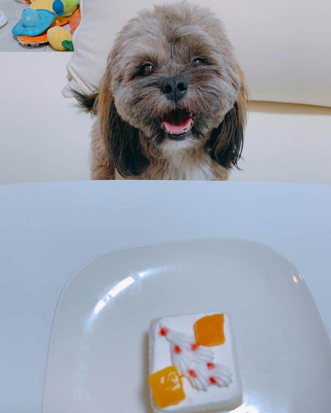 日岡なつみのインスタグラム：「すみれ一歳の誕生日おめでとう🎂 犬用ケーキと新しいおもちゃに大はしゃぎして、疲れてネンネした💤 一年元気に生きてくれてありがとう✨ これからもすくすく育ってね！  すみれ♀MIX犬(シーズー×トイプードル) #しゅみれぐらむ   #犬 #シープー #トイプードル #シーズー #ミックス犬 #いぬすたぐらむ🐶 #dog #dogstagram #instadog」