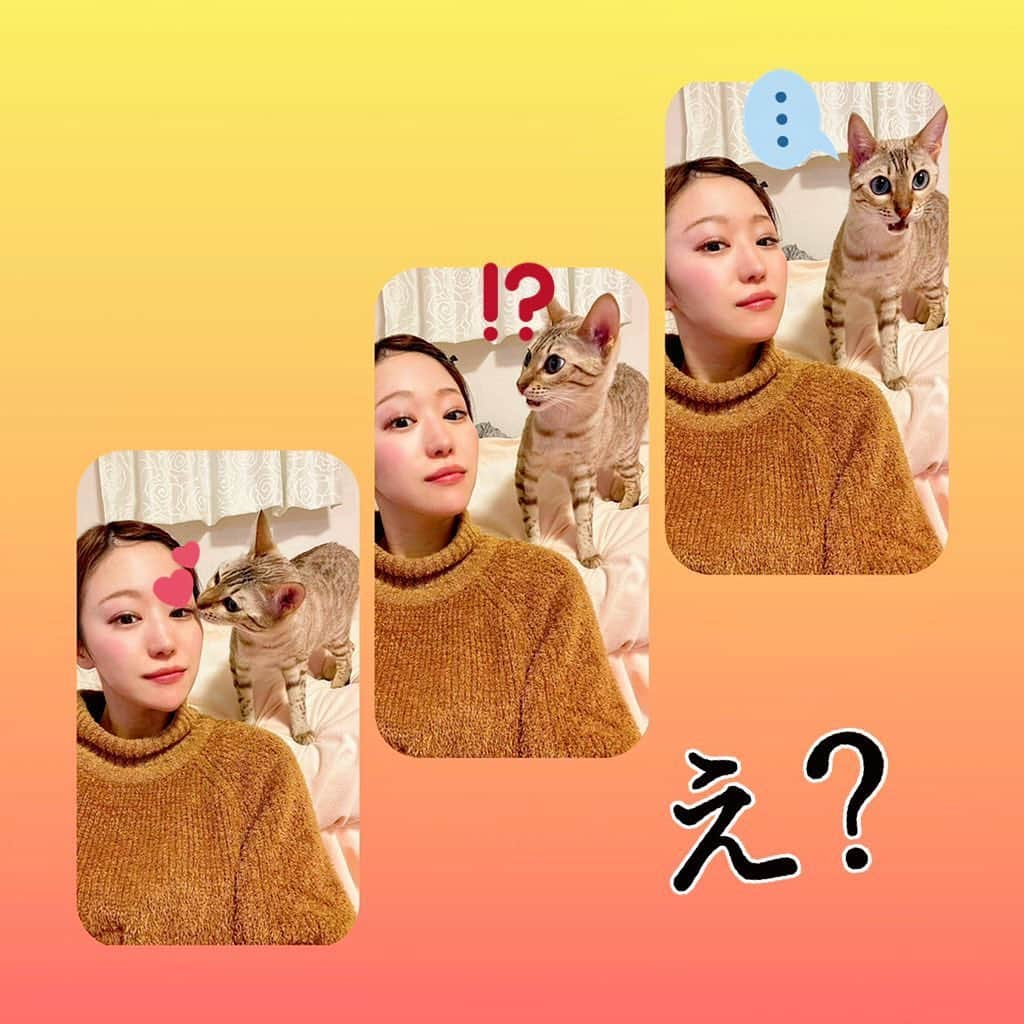 栗原里奈さんのインスタグラム写真 - (栗原里奈Instagram)「ここ最近きなこあんこおはぎ姉妹🐶の投稿が多かったですが、、 もちろんしらゆきさんも元気ですよ。🐈  #フレーメン反応 #くせー顔 #しないで😂 #ねこすたぐらむ」1月20日 23時13分 - rina__kurihara