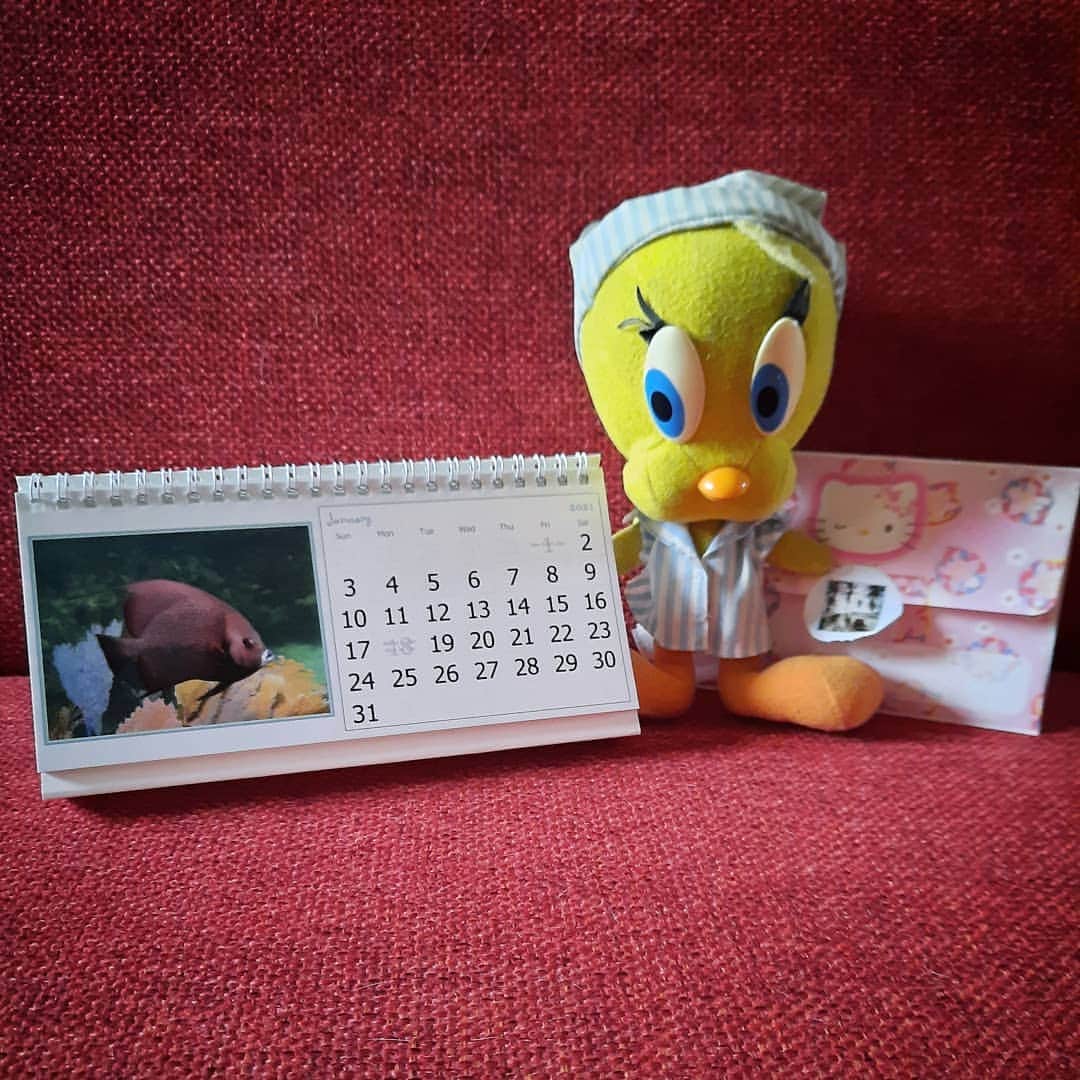 Little Yellow Birdさんのインスタグラム写真 - (Little Yellow BirdInstagram)「Thanks so much, @peach_pascal_kani for this lovely present, a calendar! I think all of the Netherlands is about to be grounded, so I could really use this today!🥰 #littleyellowbird #tweety #tweetykweelapis #adventures #yellow #bird #wednesday #humpday #mailcall #post #present #stupidvirus #lockdown #curfew #stuffedanimalsofinstagram #plushiesofinstagram」1月20日 23時09分 - tweetykweelapis