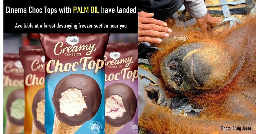 OFI Australiaさんのインスタグラム写真 - (OFI AustraliaInstagram)「Bulla icecream contains palm oil 😢 #saynotopalmoil  ______________________________ 🦧 OFIA President: Kobe Steele kobe@ofiaustralia.com  OFIA Patron: Dr Birute Galdikas @drbirute @orangutanfoundationintl @orangutan.canada www.orangutanfoundation.org.au 🦧 🧡 🦧 #orangutan #orphan #rescue #rehabilitate #release #BornToBeWild #Borneo #Indonesia #CampLeakey #saveorangutans #palmoil #deforestation #destruction #rainforest #environment #nature #instanature #endangeredspecies #criticallyendangered #wildlife #orangutanfoundationintl #ofi #drbirute #ofiaustralia #FosterAnOrangutan」1月20日 23時15分 - ofi_australia