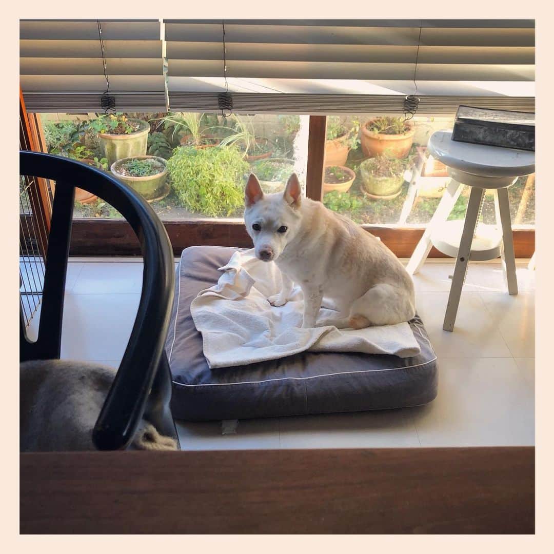 パンといっぴきのインスタグラム：「#元保護犬 #雑種犬 #crossbreed #mixdog #キップル14歳」