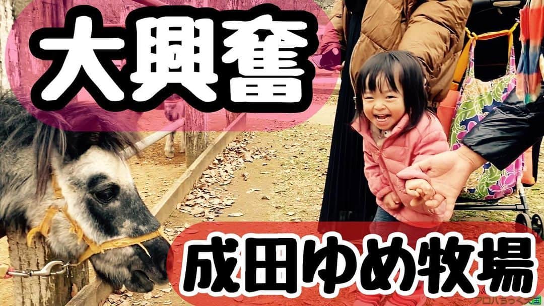 古本新乃輔のインスタグラム：「去年の12月 成田ゆめ牧場に娘二人を連れて行きました。  動物達に触れ合う機会が ほぼ初の次女は超大興奮。  この日以後 お馬さんにまた会える日を まだかまだかと焦がれております。  全部を廻るのに 程良いサイジングの成田ゆめ牧場。  近々、 なるべく早く 連れて行きたいものです。  https://youtu.be/uX-Mkol7c3s (プロフィール欄のリンクツリーからYouTubeへジャンプ！)」