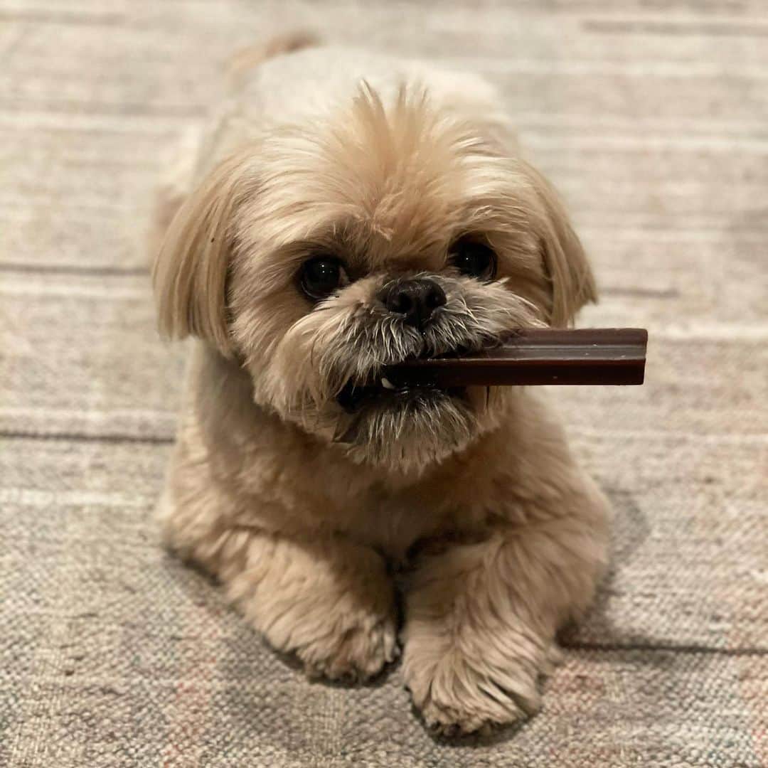Dougie the Shih Tzuのインスタグラム：「Treats all around for First Dogs Champ and Major!」