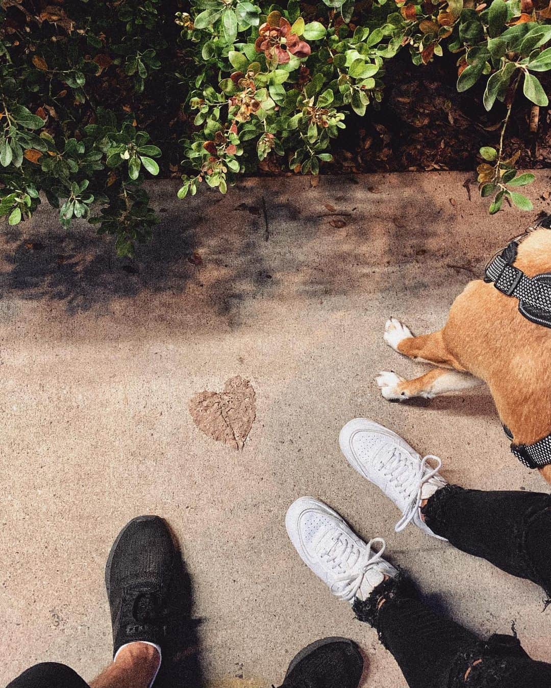 ダニエル・クヌッドソンのインスタグラム：「🍃♥️🍂 Blessed are they who see beautiful things in humble places where other people see nothing. - Camille Pissarro」