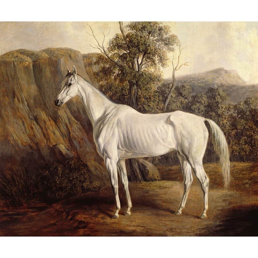アダムのインスタグラム：「Bolivia. Edward Troye, 1836.  @clarkart」