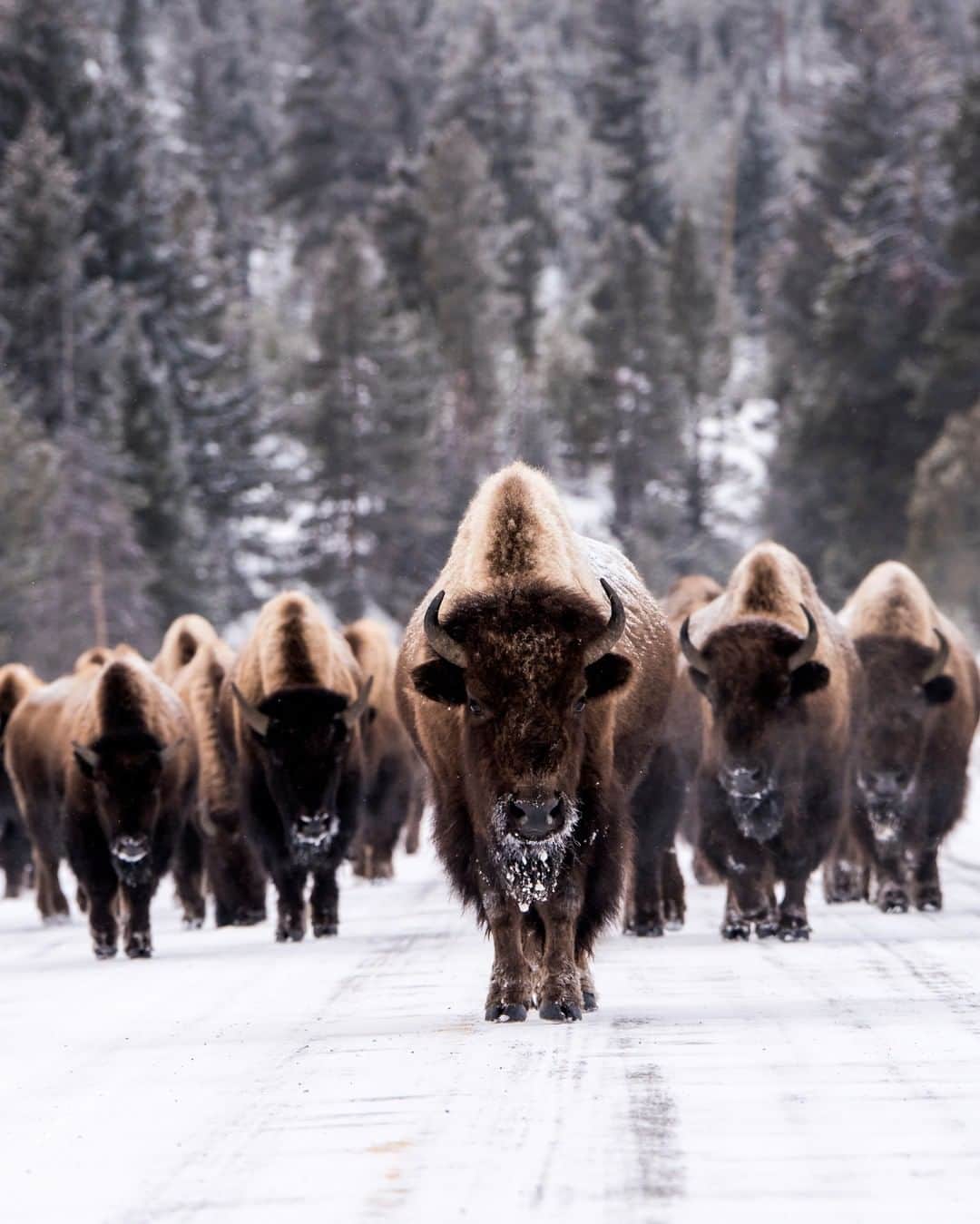 Discoveryさんのインスタグラム写真 - (DiscoveryInstagram)「Stronger together.  Photo: Mark Newman  #bison #wildlife #nature #snow #potd #photooftheday」1月21日 0時00分 - discovery