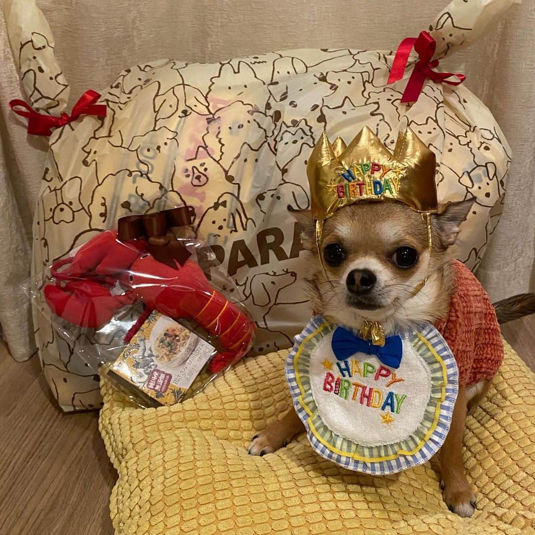長澤メイのインスタグラム：「2021.1.20 HAPPY BIRTHDAY BOY🎊🎁🎂 うーたん🐕2歳になりました💕  おめでとう💓 いつもありがとう💓」