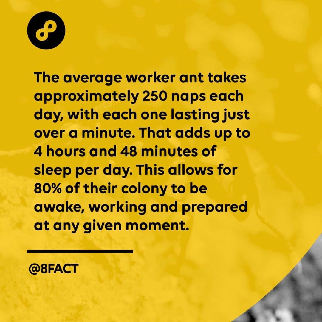 のインスタグラム：「Queen ants will often enjoy more regular, longer and deeper sleeping cycles that can last up to nine hours per day.」