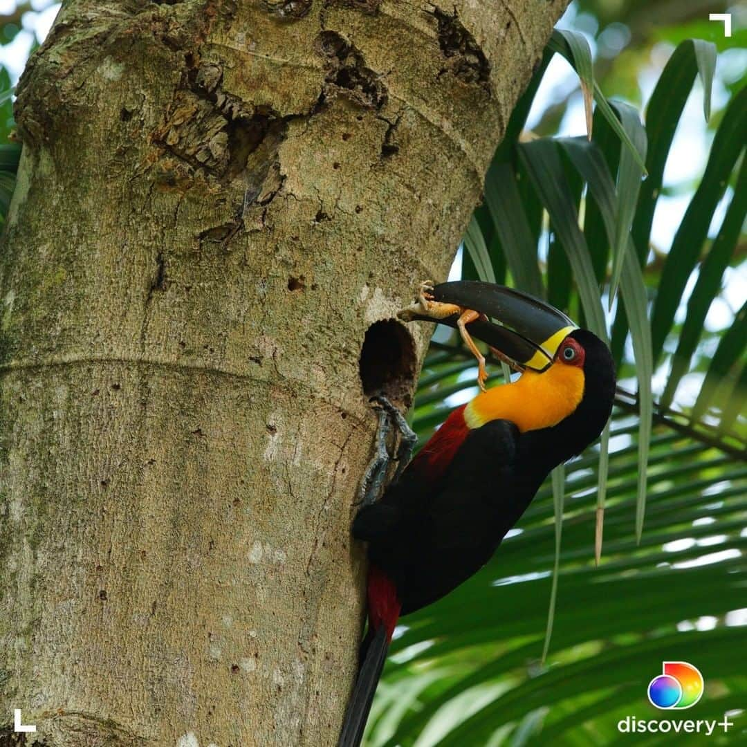 アニマルプラネットさんのインスタグラム写真 - (アニマルプラネットInstagram)「Peek-a-boo! The diet of a Channel-billed toucan consists of mostly fruits, but they also prey on frogs, lizards and small birds. Click the link in our bio to start streaming Mysterious Planet on @discoveryplus. . . . #toucan #bird #surprise #animals #wildlife #animalplanet #pootd #photooftheday #discoveryplus」1月21日 1時00分 - animalplanet