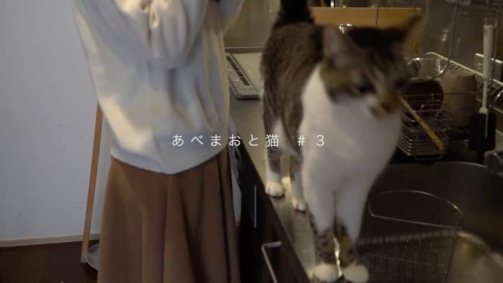 阿部真央のインスタグラム：「では今週の猫様を。 みんな今日はいっぱいありがとう‼️ おやすみなさい⭐️😉  #あべまおと猫 #おじさまと猫 #阿部真央」