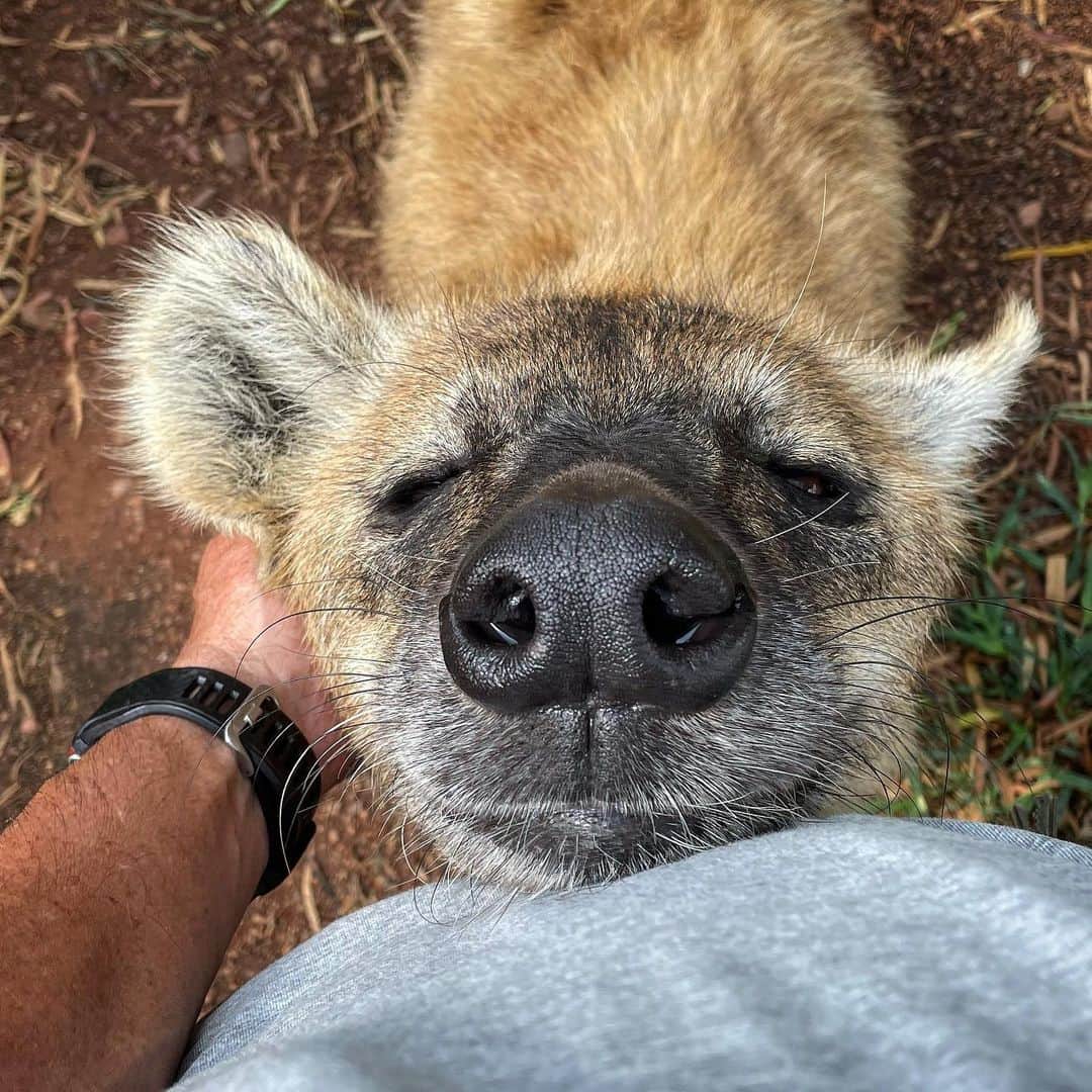 Kevin Richardson LionWhisperer さんのインスタグラム写真 - (Kevin Richardson LionWhisperer Instagram)「Is that face not the cutest? Just look at that grin! As happy as a 🐷 in 💩. Hyena really don’t deserve the negative press they always seem to attract. When you take the time to get to know these incredible predators you’ll soon realise that they’re are up there with some of the smartest animals on the planet, including chimps. Due to their incredibly intricate social hierarchies, they really do need to be around others of their own kind and don’t make good pets. My acceptance into this clan of 7 hyenas, has been a long, long journey and has been a life long commitment. Looking after animals both wild and domestic is a real responsibility and shouldn’t be entered into on a whim. Unfortunately all too often this is the case.  • • • • • #hyena #spottedhyena #misunderstood #predator #hyenas #cute #hyenasofinstagram #kevinrichardson #kevinrichardsonfoundation」1月21日 2時00分 - lionwhisperersa