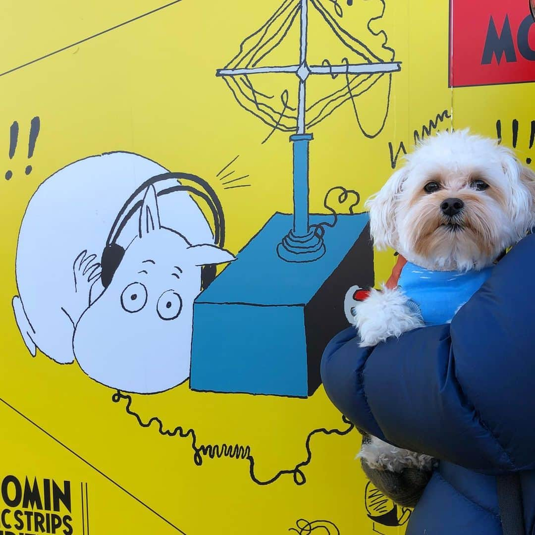 むぎちょこさんのインスタグラム写真 - (むぎちょこInstagram)「✂️カットしてないボーボーだぶすけ🐶  緊急事態宣言の為 18日から当面の間臨時休館らしく ムーミンコミックス展見れなかったんだぁ。 残念なので看板と パチリ📸  🐶だぶすけ♂dabusuke @dabu216channel 🎂2019/2/16  #マルプー #maltipoo #ムーミン #ムーミンコミックス展 #トーベヤンソン を #トーヤベンソン と 間違ってるタグ見るの好き😂」1月21日 2時00分 - mugi325channel