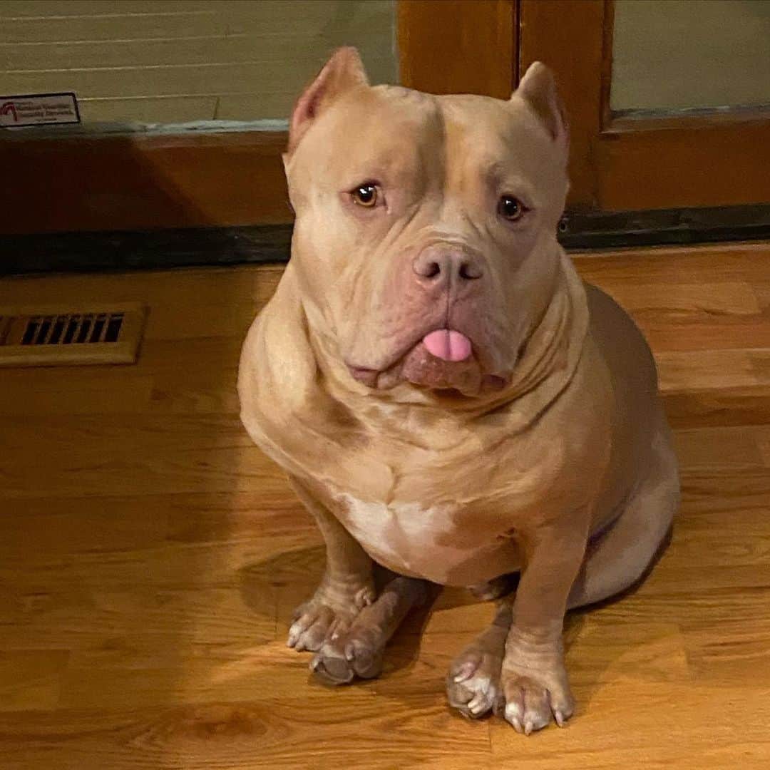 Phil Heathのインスタグラム：「Every morning I get up and take @hanzoandbulma outside and then make their food before I make mine. This is Hanzo's face while I make my own food well after he's devoured his meal lol. He's always freakin hungry that I swear he could eat all damn day!   Shout out to all the dog owners who feel my pain knowing that we can't give them food and treats all day but wish we could because how they look at us haha.  #dog #dogsofinstagram #HanzoTheBully #HappyBoy #americanbully」