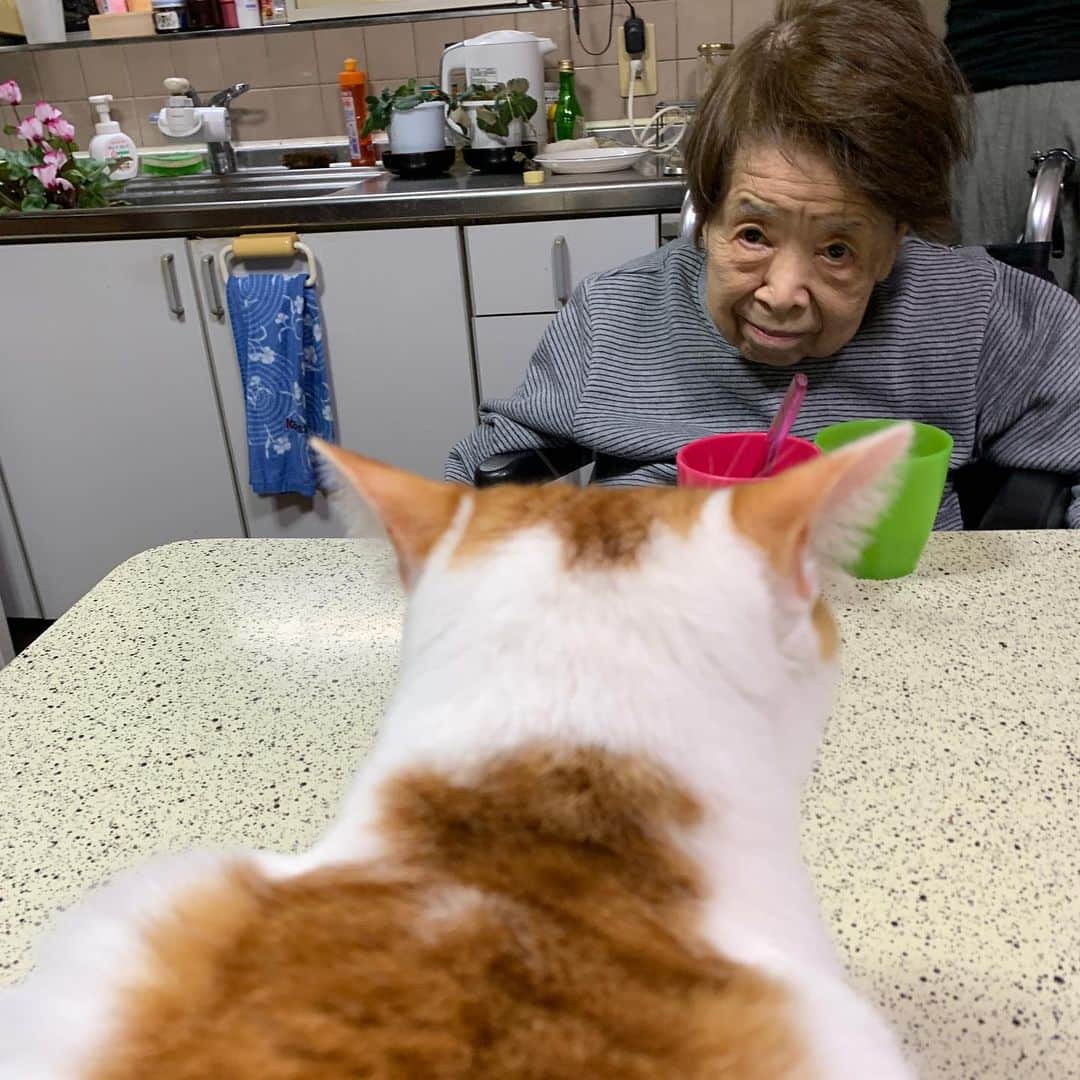 のインスタグラム：「バーバとにらめっこ。 Staring contest  #うちの猫ら #猫 #oinari #バーバ #バーバと猫 #ねこ #cat #ネコ #catstagram #ネコ部 http://kachimo.exblog.jp」