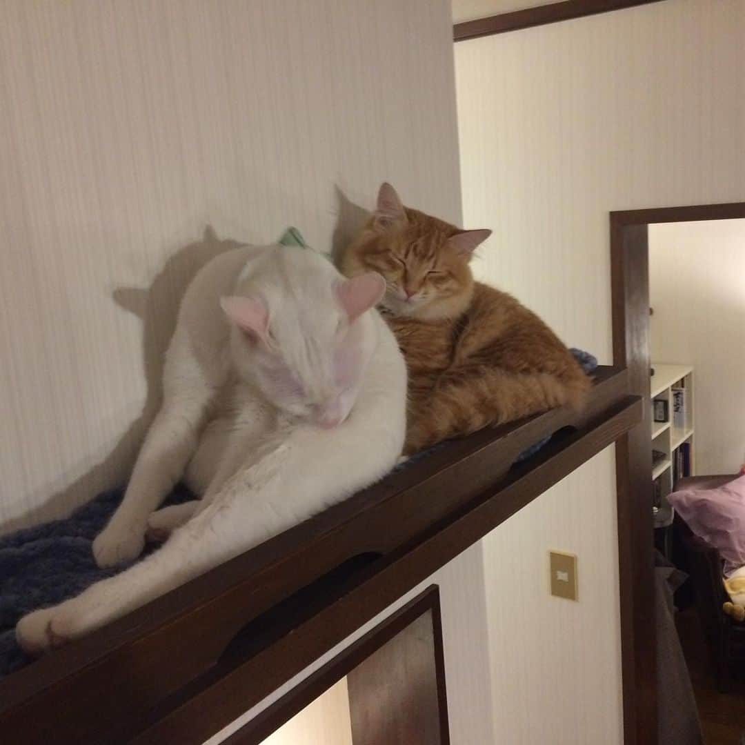 岡田屋鉄蔵のインスタグラム：「広さ十分すぎるほどあるのにぎゅうぎゅうで居たい兄。」