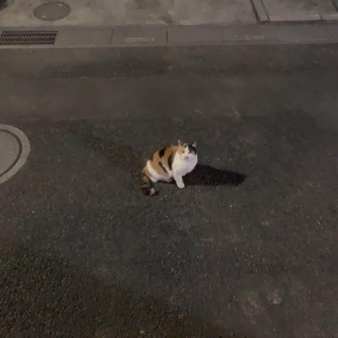 Kachimo Yoshimatsuさんのインスタグラム写真 - (Kachimo YoshimatsuInstagram)「お！クロミツっちゃん お久しぶり！  #うちの猫ら #kuromitsu #猫 #ねこ #cat #ネコ #catstagram #ネコ部 http://kachimo.exblog.jp」1月21日 2時36分 - kachimo