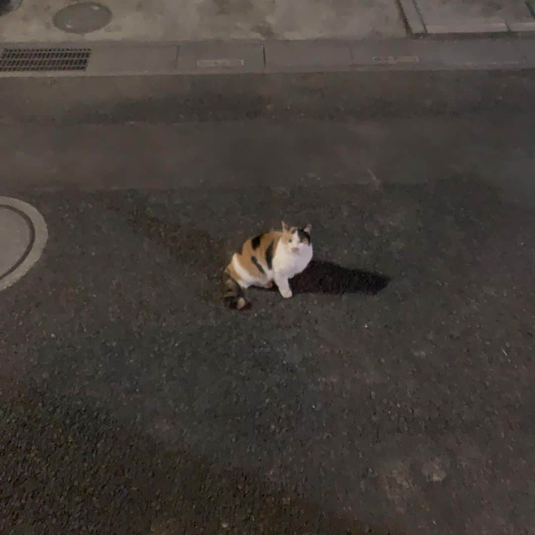 のインスタグラム：「お！クロミツっちゃん お久しぶり！  #うちの猫ら #kuromitsu #猫 #ねこ #cat #ネコ #catstagram #ネコ部 http://kachimo.exblog.jp」