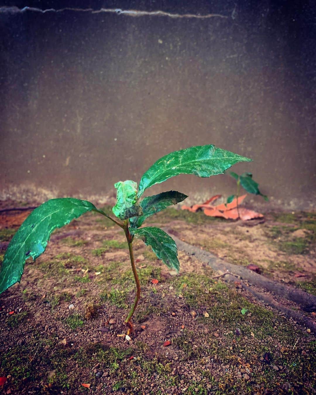 澤田友美さんのインスタグラム写真 - (澤田友美Instagram)「. 今日神社でみつけた、尊い瞬間🌱 ☺︎ 大きな木の根本から競うように上へ伸びていく木の芽🌱達💚 伸び伸び背伸びして開いた葉は、両手を開いて太陽をあびる元気いっぱいな姿に見えた😺🌱✨🌞 元気をくれてありがとうっ🌳🌱🌿✨💚 私も一緒に成長するね🌱🌞🌎」1月21日 3時00分 - tomomi__sawada