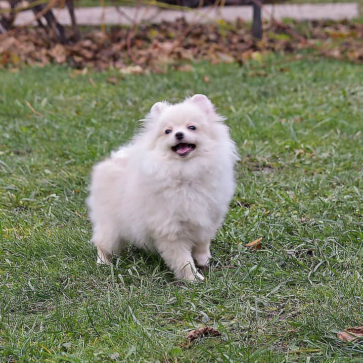 Puppy For Sale.のインスタグラム：「К сожалению, не всегда есть время показать здесь всех щенков. ⠀ Вот, например, замечательная кремовая девочка. Фото было сделано ещё в конце ноября, а  показать ее получилось только сейчас. ⠀ Малышка полностью привита, в прекрасном типе😍 ⠀ Небольшой размер. Очень красивая, ласковая добрая девочка👧 ❤️ ⠀ ___ ⠀ Следите за нашими обновлениями и подписывайтесь👇 ⠀ @artsimpatiya ⠀ Больше информации, фото и видео: Директ, на личном сайте питомника Арт Симпатия: www.artsimpatiya.ru ⠀ #pom  #puppypomerian #chiotpoméranien #puppypom #puppypomeranian #pomeranianpartycolor #pomeranianparis #creanpom #pomeraniancream #pomeranianpup #pomeranianpuppy #pomeranianpuppies #pomeranianfrance #pomeranianspitz #pomerania #spitztagram #spitzpomeranian #spitzpuppy #whitechocolate #creampomeranian」