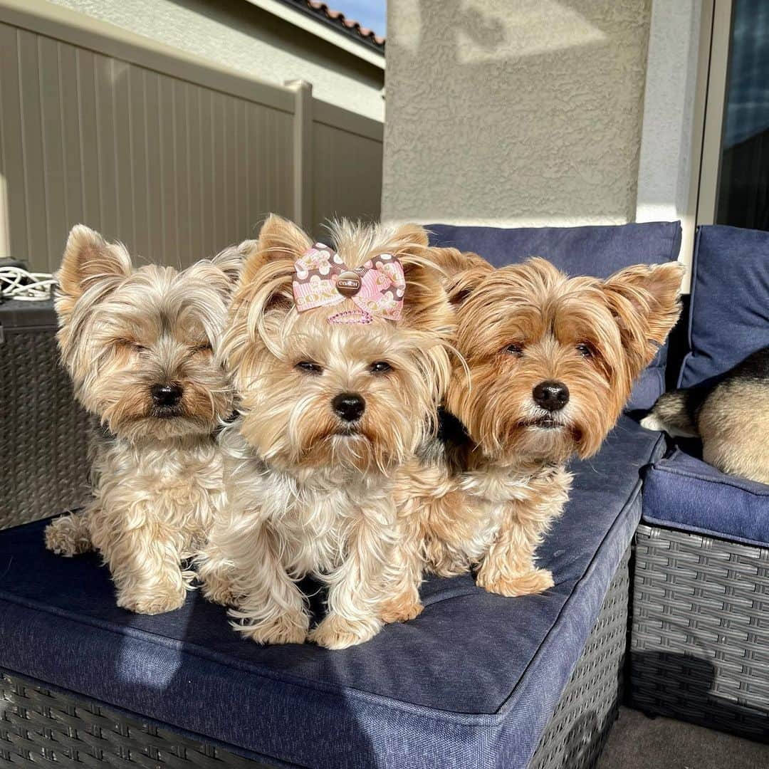 さんのインスタグラム写真 - (Instagram)「Max, Allie & Sammy 💭 Where are our shades?! 🤔😎😑☀️ Mommy and daddy did a great job finding this lot with a big backyard! 🤩👏🏼🏡 We can’t wait for the pool people to start building our pool sometime next month or March the latest. 🤞🏼 Thank you all for supporting our mommy’s small business @happydogbistro especially during this time as we are trying to raise funds for Sammy’s pool! 😉♥️🥰☀️🌵💦💦 PS if you look carefully you can see Misty‘s butt! 🤭🥰🍑#ThankYouForTheSupport #SupportSmallBusiness #LasVegasLiving #DesertDogs」1月21日 3時34分 - happyyorkiefamily