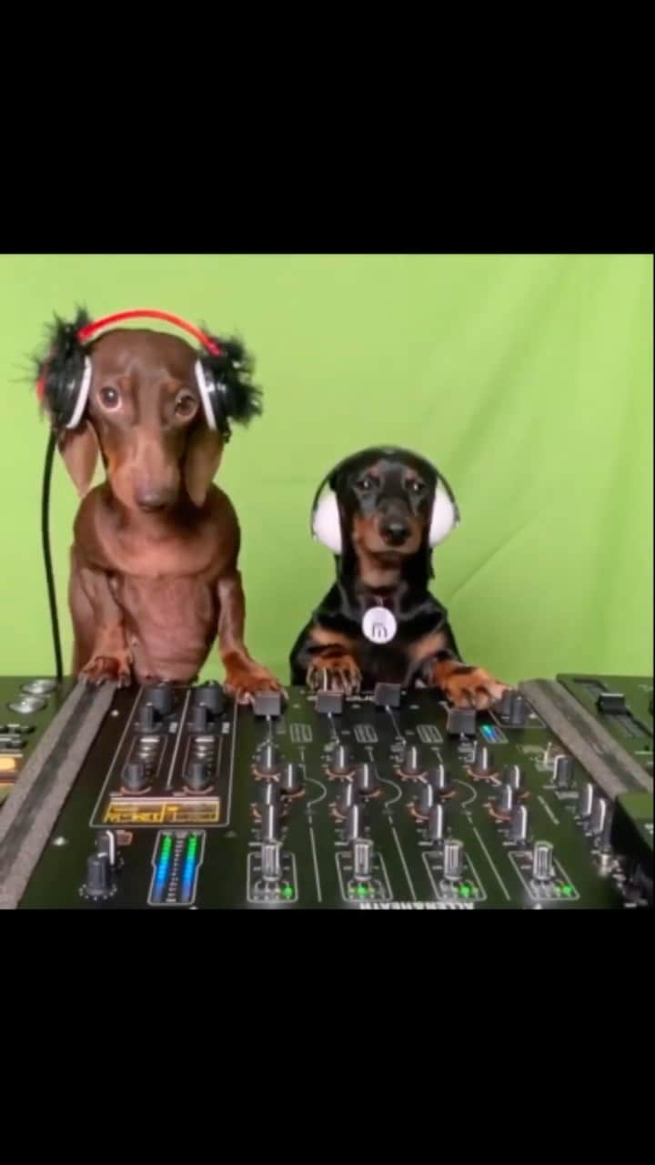 DogsOf Instagramのインスタグラム：「Celebrating today & #nationaldjday with fresh beats from DJ Freddie B2B and his wife Frida! 🎉  🎥: @ecto_maver   #dogsofinstagram #dogdjs #djdogs #djdog #djday #indoguration #indogurationday #celebrate #freshbeats」