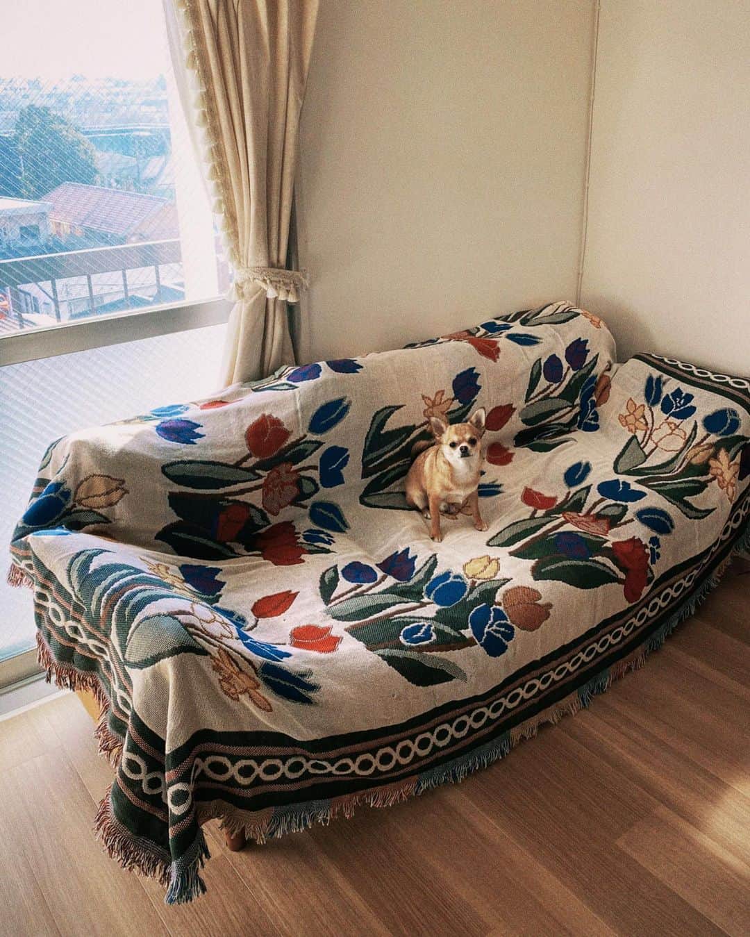 長澤メイのインスタグラム：「チューリップ好き🌷🌈✨ #mei_room」