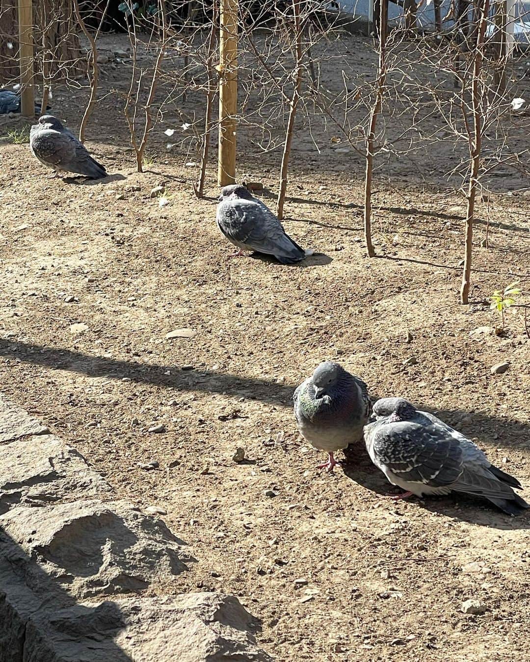 猫沢エミさんのインスタグラム写真 - (猫沢エミInstagram)「ひさしぶりの外！  鳩っ子たちが、まあるくなって日向ボッキングしていました。かわゆいなぁ😍私、鳥全般も好きです。  そして、抜けるような青空。  ご近所への、ただの御用達でも気が晴れるなぁ。  #東京下町時間」1月21日 13時51分 - necozawaemi