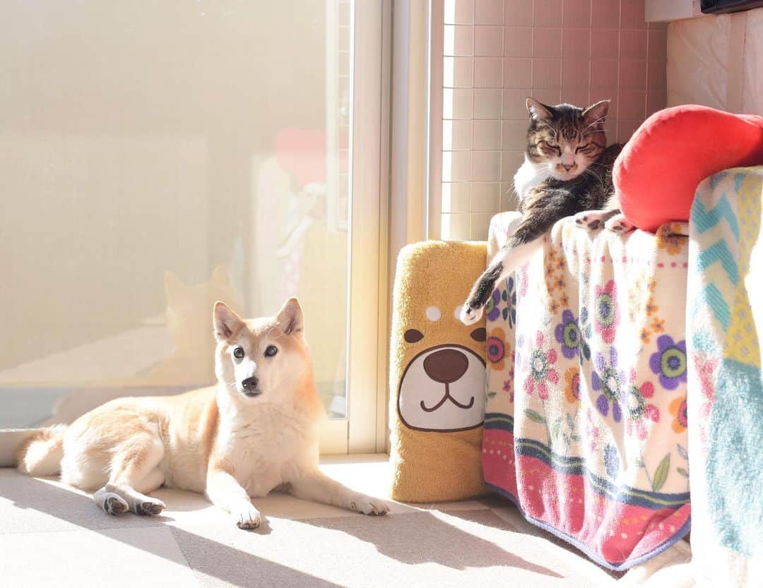 meekooのインスタグラム：「あれほど取り合いをしていた窓辺のカドは、最近りんごさんが使っています。さんたが譲ってくれたのかな❓ #いいやつじゃんか #りんごさん元気です🍎 2021.1.21」