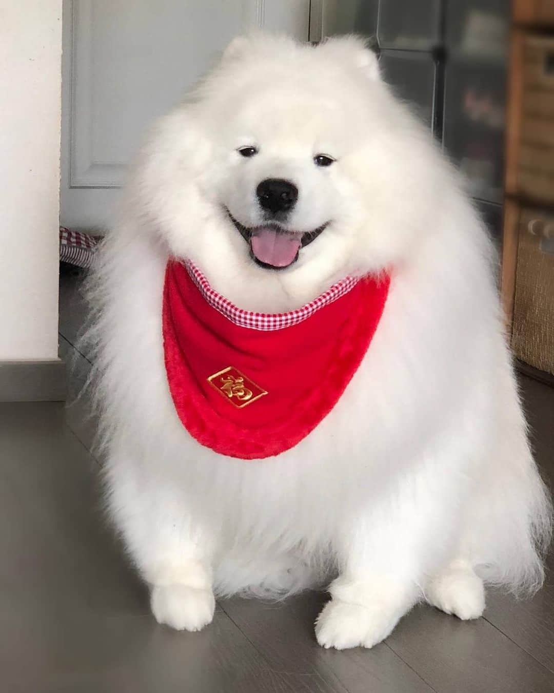 Alex Toのインスタグラム：「Birthday gift 🤔🤔🤔 #cute #dog #doglover #dogsofinstagram #dogoftheday #dogofthedayjp #dogstagram #fluffy #hkig #hongkong #ilovemydog #instadog #instagood #instamood #instagraphy #instapic #samoyedoninstagram #pet #petlovers #petsofinstagram #petstagram #photooftheday #puppy #pupsofinstagram #samoyed #samoyedsofinstagram #webstagram #犬 #サモエド」