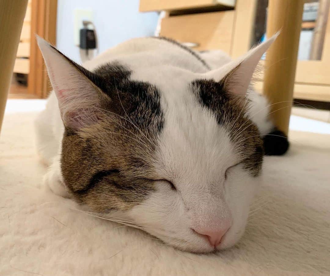 ひのき猫さんのインスタグラム写真 - (ひのき猫Instagram)「一緒にお昼寝💤」1月21日 14時48分 - hinoki.cute.kitten