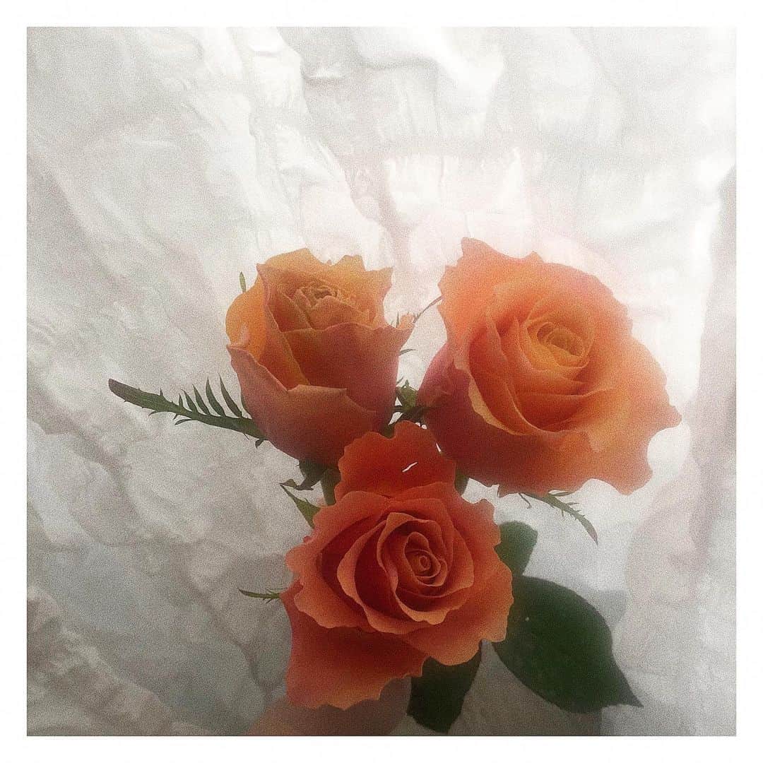じゅりのインスタグラム：「🌹  昨日一目惚れして買ったオレンジのバラ 1本1本ほのかに色が違うのがまた可愛い♥ やっぱり部屋にお花があるだけで 気分上がるなあ〰️〰️〰️💕💕  #おはなのあるくらし #おはなのある暮らし #バラ」