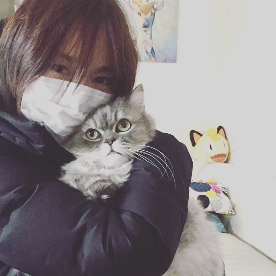 相川七瀬さんのインスタグラム写真 - (相川七瀬Instagram)「トレーニングから戻ってきたら、玄関で待っててくれた。抱っこしてみると何やら面白い表情😆明日で後期の授業が終わる😂とりあえず自由になれる。笑  #チンチラブルーゴールデン」1月21日 15時04分 - nanasecat