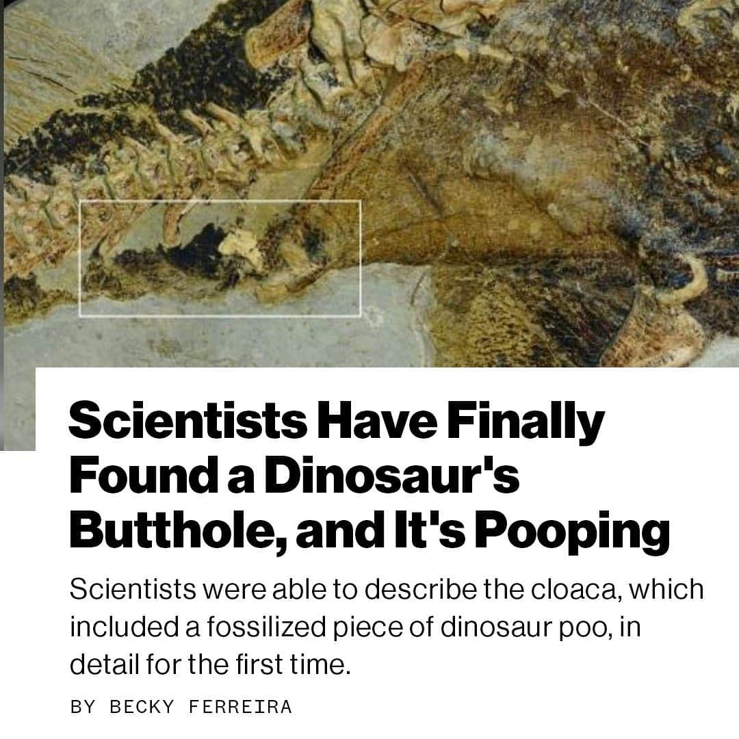 VICEさんのインスタグラム写真 - (VICEInstagram)「Welp, IN OTHER NEWS...⁠⠀ ⁠⠀ A dinosaur that died some 120 million years ago has left behind such an exquisitely preserved cloacal opening—an orifice used for defecation, urination, and copulation—that scientists have been able to describe this multi-purpose organ in detail for the first time.⁠⠀ ⁠⠀ Led by Jakob Vinther, a paleontologist at the University of Bristol, the researchers added that ”no other non-avian dinosaur fossil preserves the cloaca” to their knowledge. The work could answer questions about the sexual lives of dinosaurs, the mechanics of their waste removal systems, and the similarities between cloacas in extinct and modern animals. ⁠⠀ ⁠⠀ 🔗: Read more at the link in bio. ⁠⠀ 📷: Jakob Vinther, University of Bristol and Bob Nicholls/paleocreations.com 2020」1月21日 6時26分 - vice