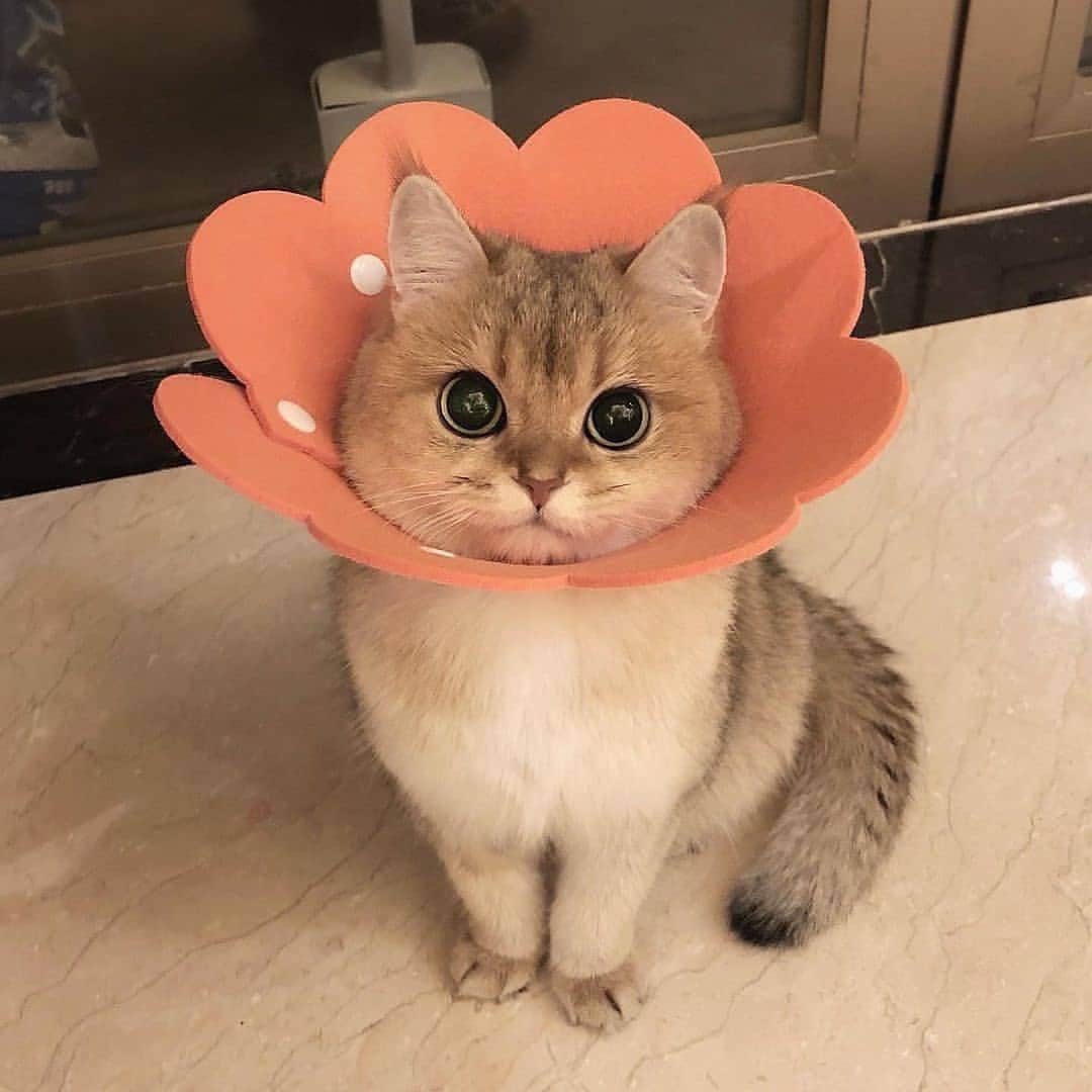 Cute Pets Dogs Catsさんのインスタグラム写真 - (Cute Pets Dogs CatsInstagram)「Beautiful flower 🌸 🙂  If you like it pls support with ❤️  Credit: @tootie_bunface  For crediting issues, pls DM.  Note: we don’t own this video/picture, all rights go to their respective owners. If owner is not provided, tagged (meaning we couldn’t find who is the owner), pls DM and owner will be tagged shortly after.   #kitty #cats #kitten #kittens #kedi #katze #ネコ #貓 #고양이 #Кот #котэ #котик #кошка #cats #catofinstagram #catlover #catsagram #catlovers #cat_features #catlady」1月21日 7時12分 - dailycatclub