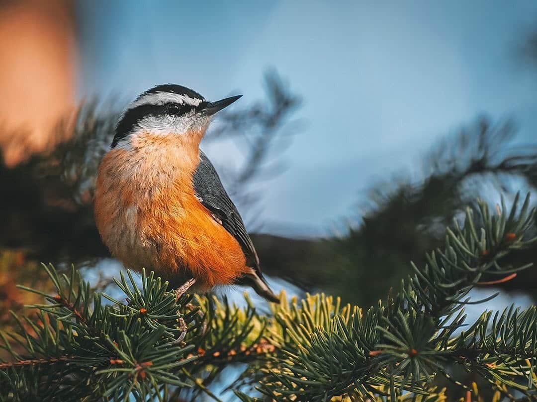 Ricoh Imagingのインスタグラム：「Posted @withregram • @renefisher_photography This cute little red-breasted nuthatch was so tame, he'd take seeds right out of your hand! Delightful experience, and a handsome subject as well. :) ⁠ ⁠ Taken with Pentax K-3 II and Pentax-DA* 300mm f/4 with Pentax 1.4x Teleconverter⁠ #RicohImagingAmbassador⁠ .⁠ .⁠ .⁠ .⁠ .⁠ .⁠ #pentaxian #YourShotPhotographer #natgeoyourshot #ricohpentax #cangeo #sharecangeo #pentaxian #shootpentax #pentax ⁠⁠#wildlifephotography #yourbestbirds #audubon #birdphotography #birdphotography #birdsofinstagram #ig_bird_watchers #birdingdaily #feather_perfection #bird_brilliance #pocket_birds #birdsofinstagram #your_best_birds #birds_adored #best_birds_of_ig」