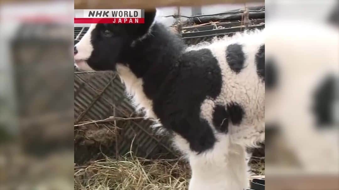 NHK「WORLD-JAPAN」のインスタグラム