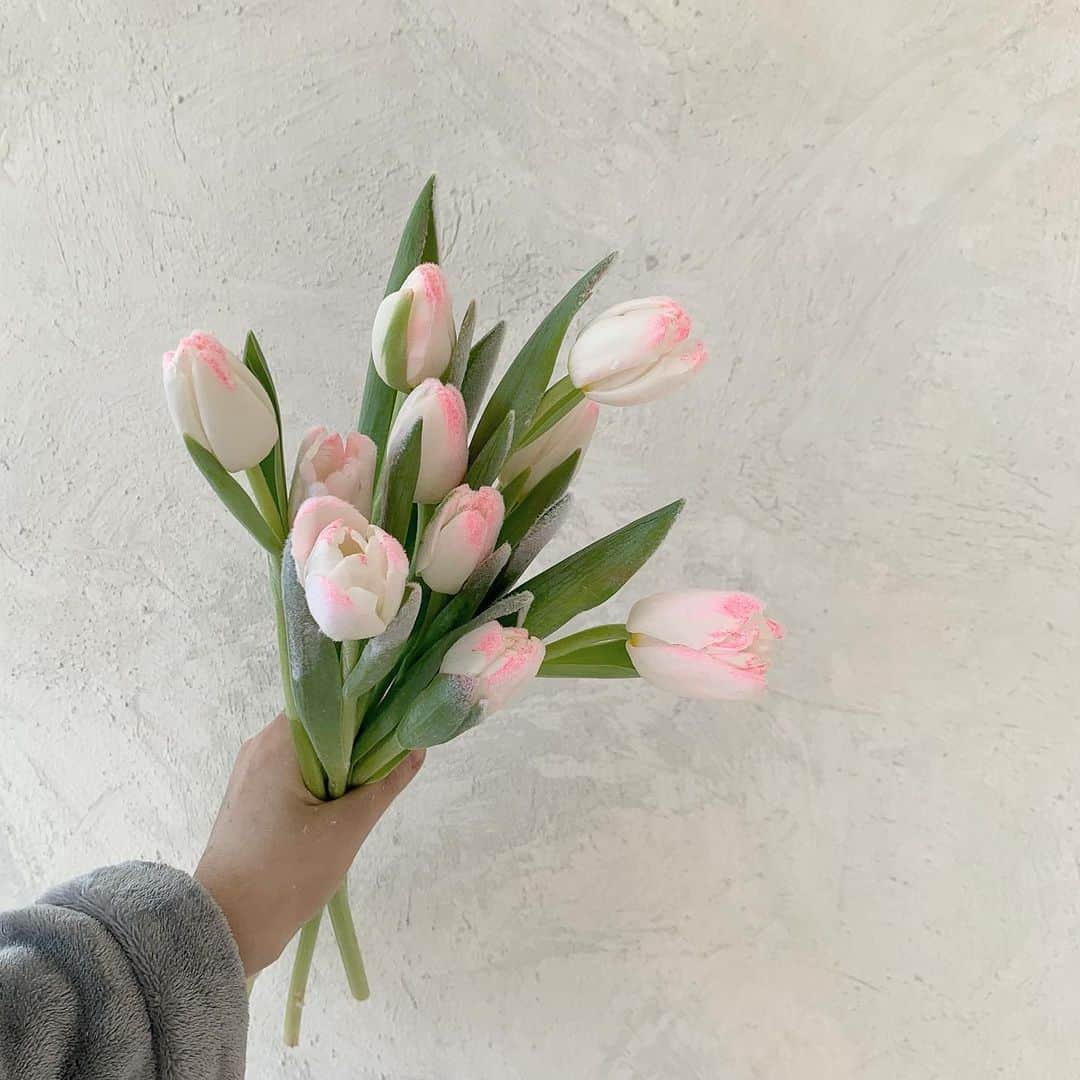 플로리스트 이주연 florist Lee Ju Yeonさんのインスタグラム写真 - (플로리스트 이주연 florist Lee Ju YeonInstagram)「. . 수줍게 물든 튤립 같으네 🤍 . #튤립 #아이스튤립 . 订花 WeChat ID vaness_flower 페이팔 결제 가능  클래스상시모집 당일꽃주문가능 . #수업문의 #주문예약 #lesson #Order  Katalk ID vaness52 WeChat ID vaness_flower E-mail vanessflower@naver.com . 서초구 양재천로 123 5층 📞02-545-6813 . #vanessflower #florist #flowershop #handtied #flowerlesson #花束 #바네스플라워 #플로리스트 #꽃다발 #부케 #플로리스트학원 #플라워레슨 #양재동꽃집 #양재역꽃집 #꽃다발주문 #꽃수업 #꽃주문  #대관 #공간대여 #스튜디오대관 #자연광스튜디오 #자연광스튜디오대관 #스튜디오」1月21日 8時13分 - vanessflower