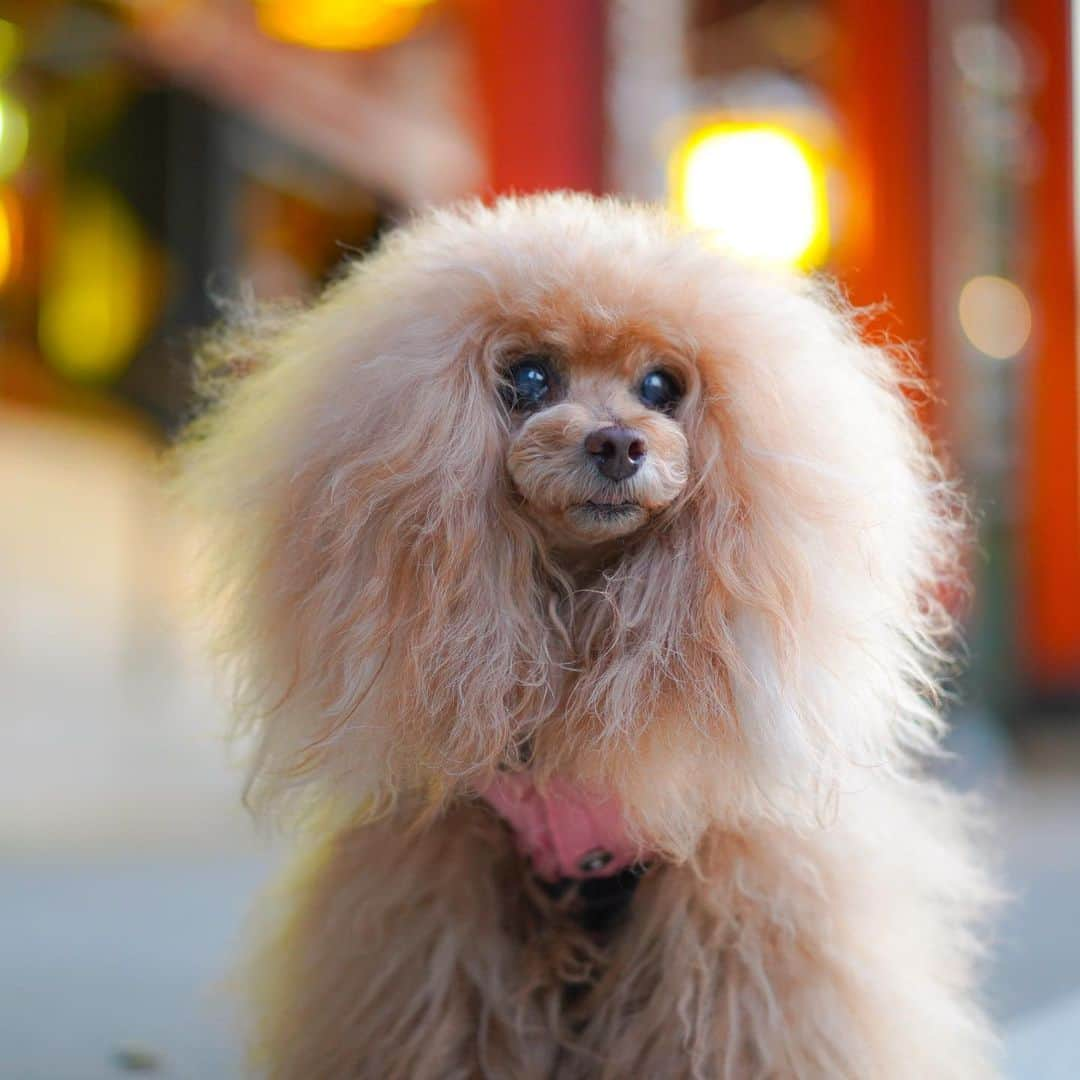 Toypoodle Mikuru?Asakusa Tokyoのインスタグラム：「20210121 Tuesday. Good morning! Friends 💖  一段と寒い朝です❄️ 寒さなんて関係なし？のみきゅるんは 朝活肉活に今日も貪欲girlちゃんでした😄  ❶ 鼻ピンだった😣 ❷ 今日の出遅れリベンジ動画😂 ❸ かみなりもーん ❹ 街角みきゅるん ❺ 帰宅動画。呼ぶと振り向きます😄  まだ木曜日🥲 はやく週末になーれー🤗  #浅草寺 #朝活 #肉活 #日課」