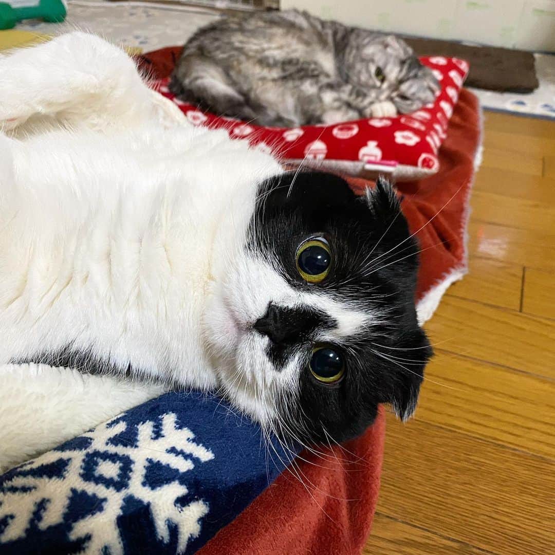 tiaichimaのインスタグラム：「Good morning!! 🌥おはムーギー‼︎  ⚽️ムーギーのオナラ音💨を聞いた。  お食事中の方、すみません。 #私は食事中でも平気なタイプなんだな  ヒーターの前で眠りこけているムー坊を抱き上げたら、"ぷぅ〜〜ぷぅー"って、2発放った。 ナビの疑わしいニオイを嗅いだことはあるけど、このような正式なオナラ音を聞いたのは初めてです。  ムー坊は💩の時、プスプスいいながらしてるから、空気もいっしょに飲み込む猫なんだなぁって思ってたけどね。  #牛柄組鼻まわり汚れ隊 #ムチムチッコ #ナビちん#ムーギー#MuuGieeboy#cat#neko#ねこ#neko#ネコ#スコティッシュフォールド#ScottishFold#まんじゅう部」