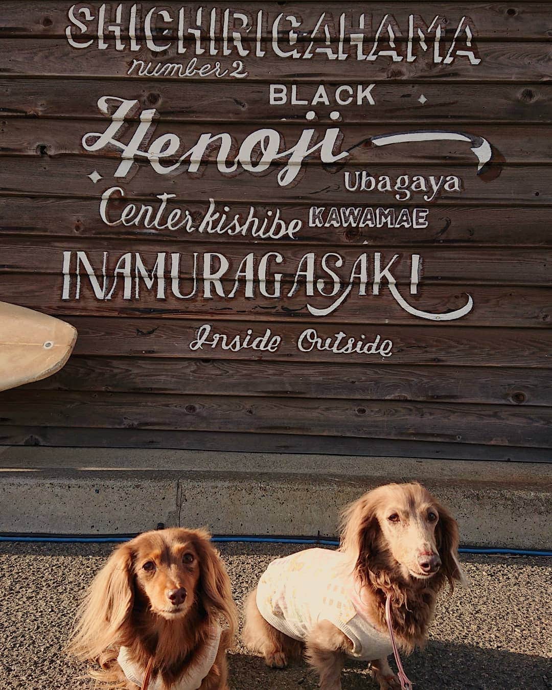 くるみんのインスタグラム：「* 2020年12月18日 パシフィックドライブイン シャレオツ(⬅️古い？)なお店  #ミニチュアダックスフンド #ミニチュアダックスフント #ミニチュアダックス #イザベラタン #イザベラ #カニンヘンダックスフント #カニンヘン #カニンヘンダックス #カニンヘンダックスフンドの日常 #カニンヘンの会 #カニンヘンダックスフンド #チョコタンダックスフント #チョコタンダックスフンド #チョコタンダックス #チョコタン #ダックスlove #ダックス多頭飼い #ダックスフント #ダックスフンドカニンヘン #ダックス部 #ダックス大好き #ダックスフンド #ダックス #いぬばか部 #いぬすたぐらむ #短足部 #パシフィックドライブイン #dachshundgram #dachshund #dogstagram」
