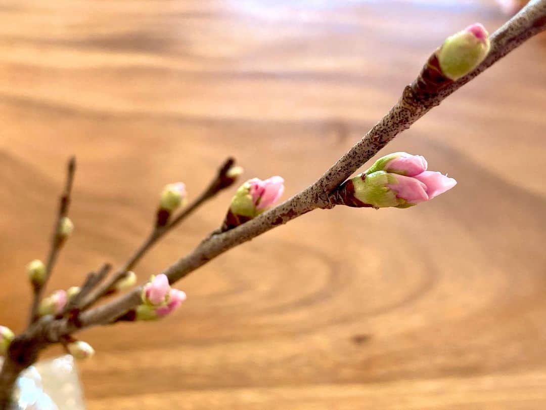 六車奈々さんのインスタグラム写真 - (六車奈々Instagram)「昨日、朝食と一緒にアップした桜。 食後、日当たりの良い場所へ移しておいたら、満開に！  ツボミもまだまだ沢山。 朝からお花見で、ええ気分^ ^  #花のある暮らし  #桜  #テーブルでお花見   #japan #japanesecherryblossom #sakura」1月21日 8時50分 - nanarokusha