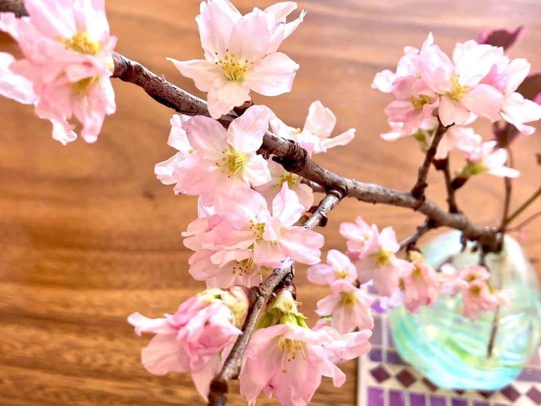 六車奈々さんのインスタグラム写真 - (六車奈々Instagram)「昨日、朝食と一緒にアップした桜。 食後、日当たりの良い場所へ移しておいたら、満開に！  ツボミもまだまだ沢山。 朝からお花見で、ええ気分^ ^  #花のある暮らし  #桜  #テーブルでお花見   #japan #japanesecherryblossom #sakura」1月21日 8時50分 - nanarokusha