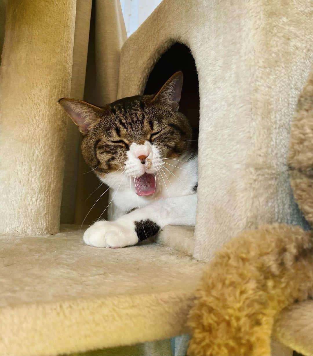 野本かりあのインスタグラム：「おひゃようごにゃいま〜ふ🐈 #猫ふぁー　#lukarly #catsofinstagram #にゃんすたぐらむ」